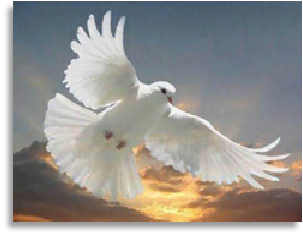 Dove image